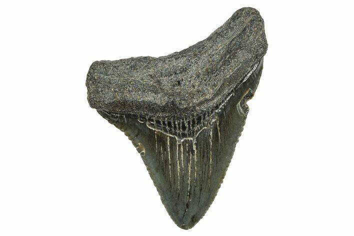 Serrated, Juvenile Megalodon Tooth - South Carolina #368674